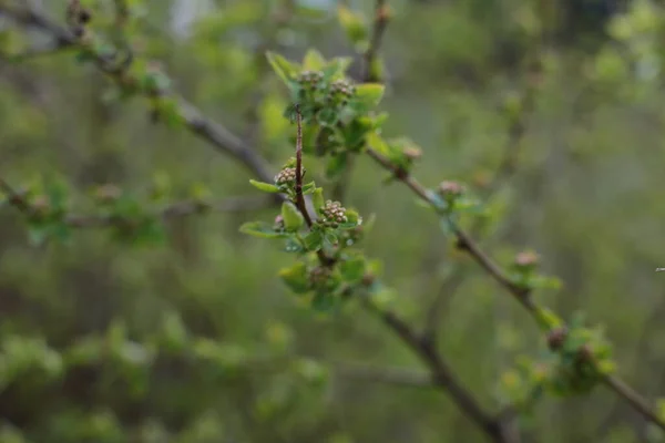 Brotes Jóvenes Hojas Verdes Las Ramas —  Fotos de Stock