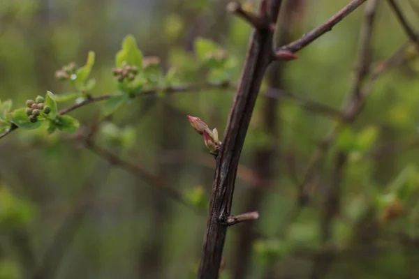 Junge Knospen Und Grüne Blätter Den Zweigen — Stockfoto