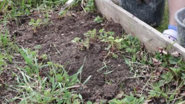 Yatakları temizleyin, otları ve otları temizleyin.