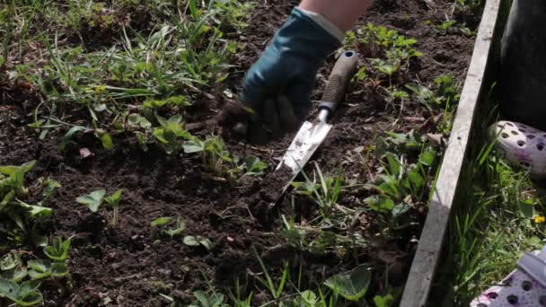 Unkraut Jäten Und Den Boden Von Unkraut Und Gras Säubern — Stockvideo