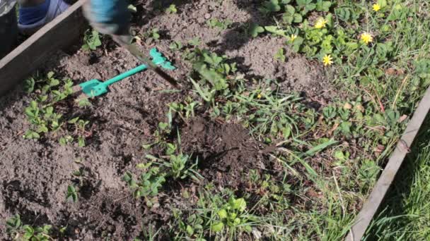 Désherber Les Parterres Nettoyer Sol Des Mauvaises Herbes Herbe — Video