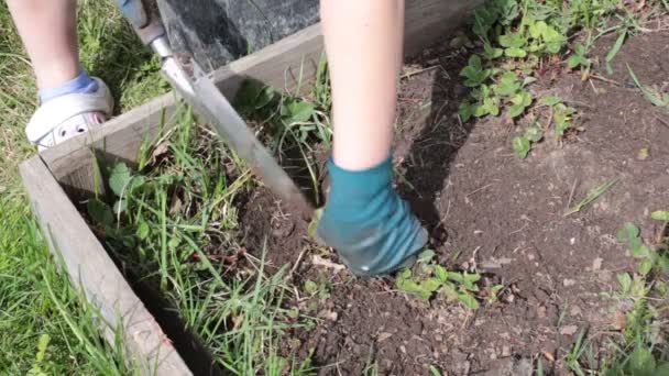 ベッドを濡らし 雑草や草から地面をきれいにする — ストック動画