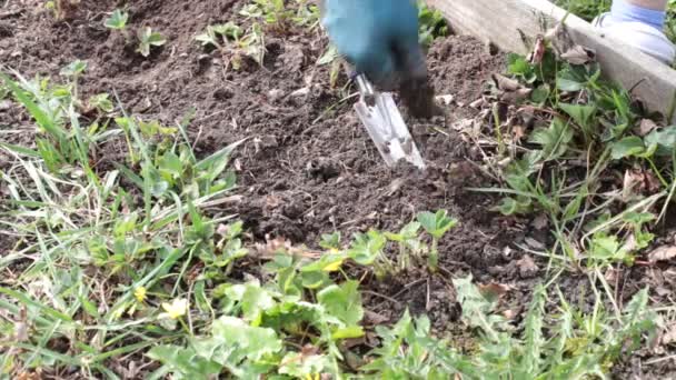 ベッドを濡らし 雑草や草から地面をきれいにする — ストック動画