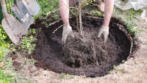 Lavoro Giardino Con Terreno — Video Stock