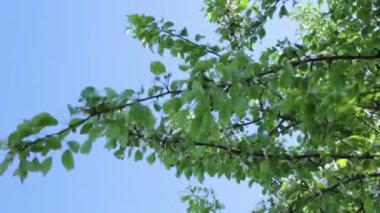 Gökyüzü manzarası ve doğal manzaranın altındaki ağaçların yaprakları.