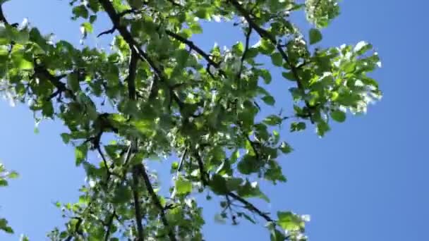 vue sur le ciel et le feuillage des arbres ci-dessouspaysage naturel 