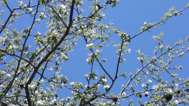 Över Himlen Och Lövverk Träd Nedanför Det Naturliga Landskapet — Stockvideo