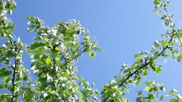 Pohled Oblohu Listí Stromů Pod Přírodní Krajinou — Stock video
