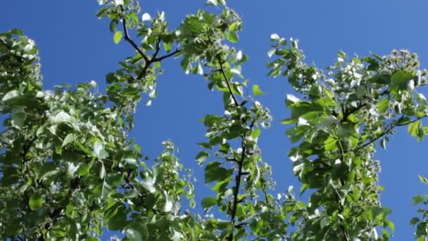 Gökyüzü Manzarası Doğal Manzaranın Altındaki Ağaçların Yaprakları — Stok video