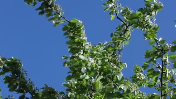 View Sky Foliage Trees Belownatural Landscape — Stock Video