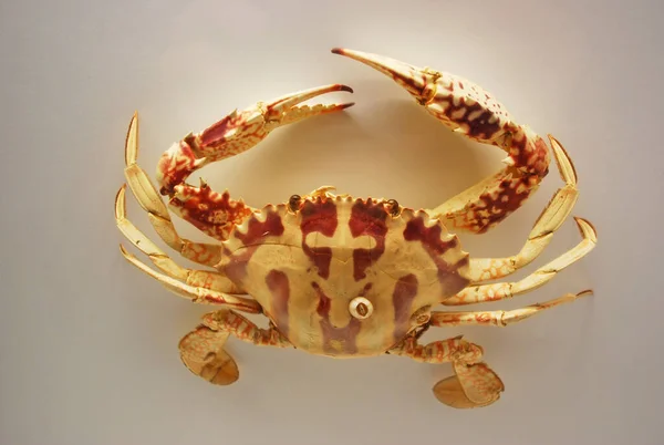 Exposition Musée Zoologique Type Crabe Effigie Séchée Dans Fenêtre Est — Photo