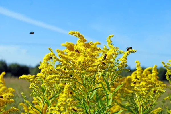 Bin Pollinerar Ängsplantan Golden Vine Solig Sommardag Svärmar Gula Blommorna Royaltyfria Stockfoton