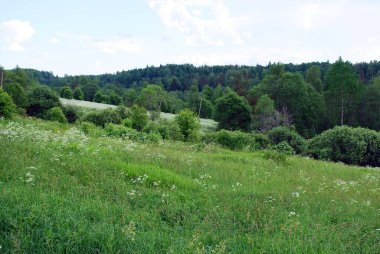 Yaz manzarası. Dağ yamacında büyük bir tarla ve arkasında yoğun bir orman. Rusların açık alanları. Doğa.