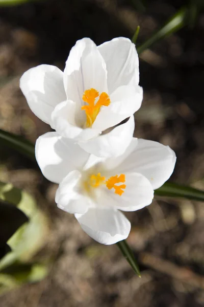 Flor de cocodrilo blanco — Foto de Stock