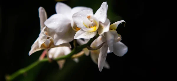 Белый Цветок Орхидеи Черном Фоне — стоковое фото