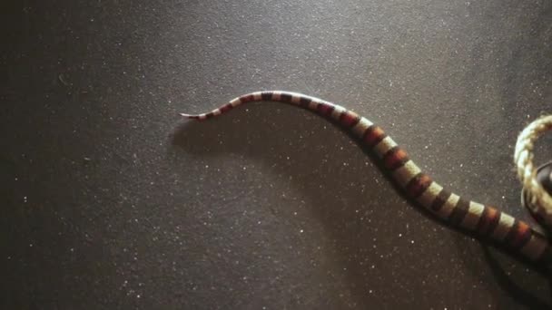 serpent rampant sur le sol 