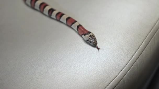 serpent rampant sur le canapé 