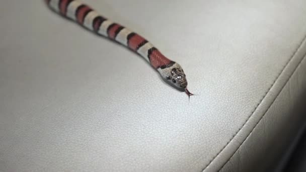 Snake crawling on the sofa — Stock Video