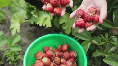 Kız çilek grupta toplama