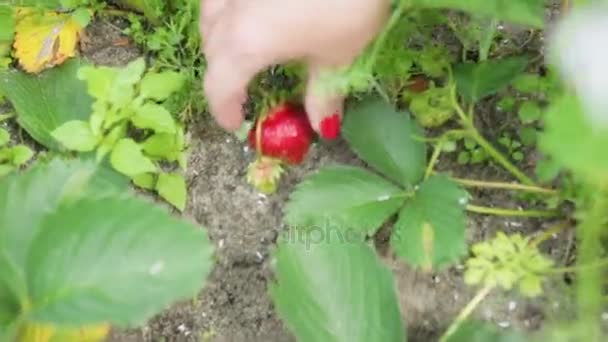 Menina pegar morangos na fazenda — Vídeo de Stock