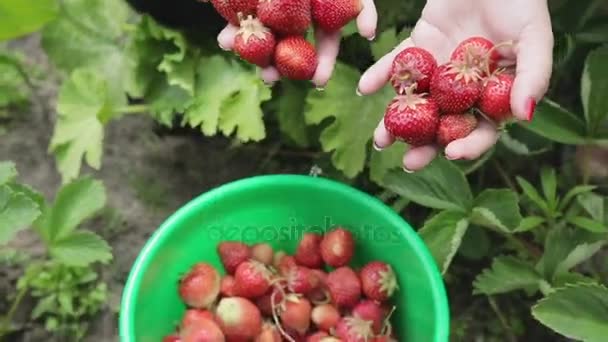 Girl picking strawberries in the farm — Stock Video