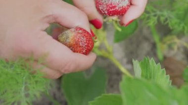 Kız çilek grupta toplama