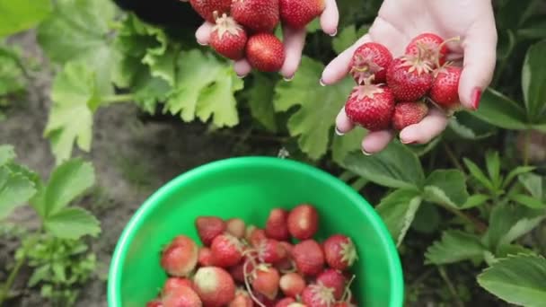 Meisje plukken aardbeien in de farm — Stockvideo