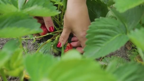 Meisje plukken aardbeien in de farm — Stockvideo