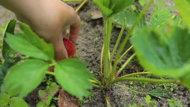 Meisje plukken aardbeien in de farm — Stockvideo