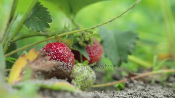 Meisje plukken aardbeien in de farm — Stockvideo
