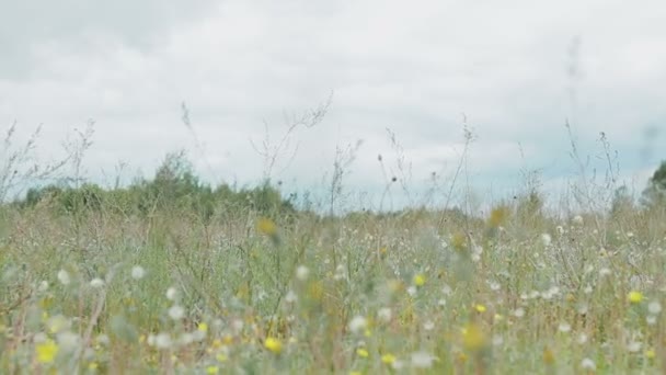 背景の曇り空の野生の花 — ストック動画