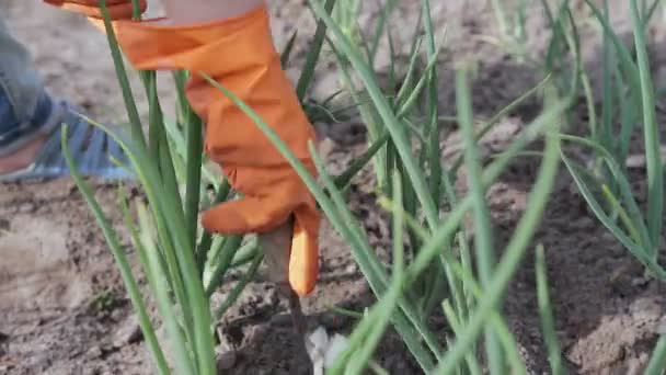 Женщина работает с мотыгой в саду — стоковое видео