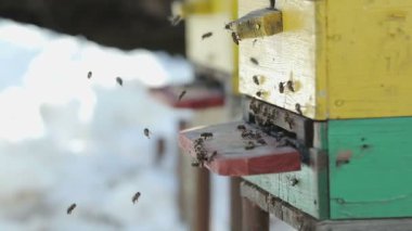 Arılar evden dolu
