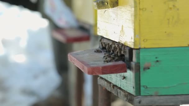Пчелы выползают из дома — стоковое видео