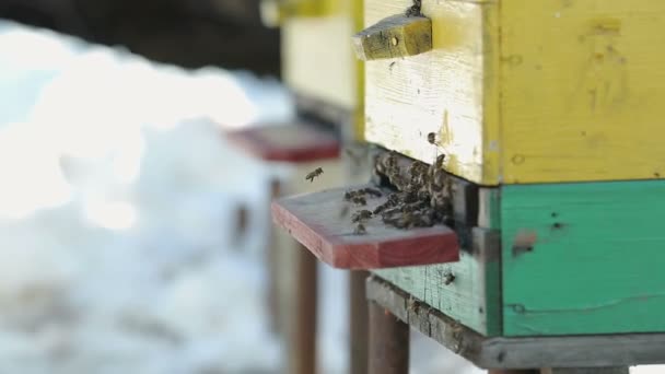 Méhek másznak a házból — Stock videók