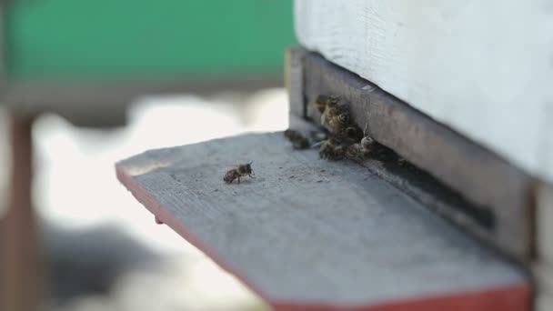 蜂が家から出てクロールします。 — ストック動画