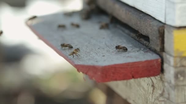 Las abejas se arrastran fuera de la casa — Vídeo de stock