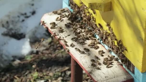 Пчелы выползают из дома — стоковое видео