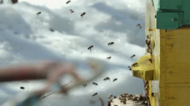 Arılar evden dolu