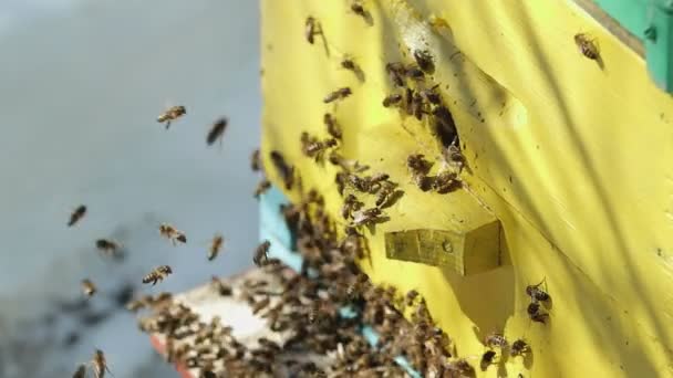 Bienen krabbeln aus dem Haus — Stockvideo