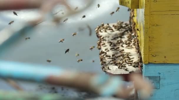 Abeilles rampent hors de la maison — Video