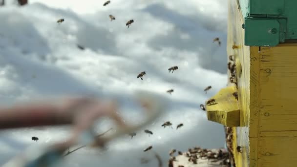 Abeilles rampent hors de la maison — Video