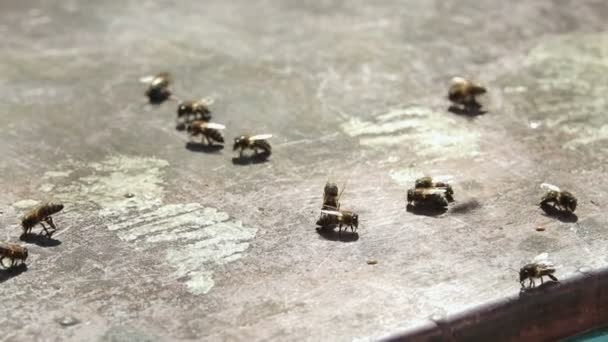 Οι μέλισσες σέρνονται γύρω από το Διοικητικό Συμβούλιο — Αρχείο Βίντεο