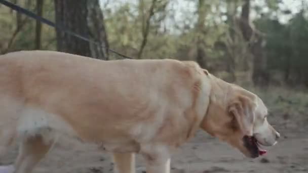 Flicka med hund promenader i skogen — Stockvideo