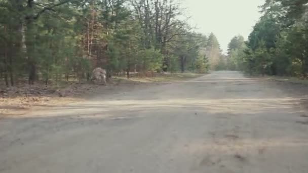 Chica con perro caminando en el bosque — Vídeo de stock