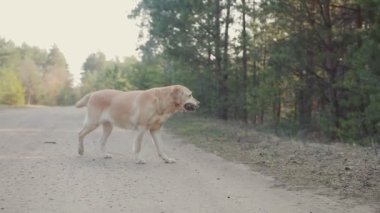 ormanda yürüyüş köpek ile kız