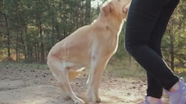 Flicka med hund promenader i skogen — Stockvideo