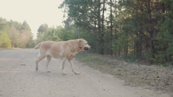 Dziewczyna z psem spaceru w lesie — Wideo stockowe