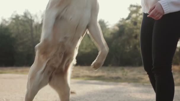 Chica con perro caminando en el bosque — Vídeo de stock
