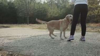 ormanda yürüyüş köpek ile kız